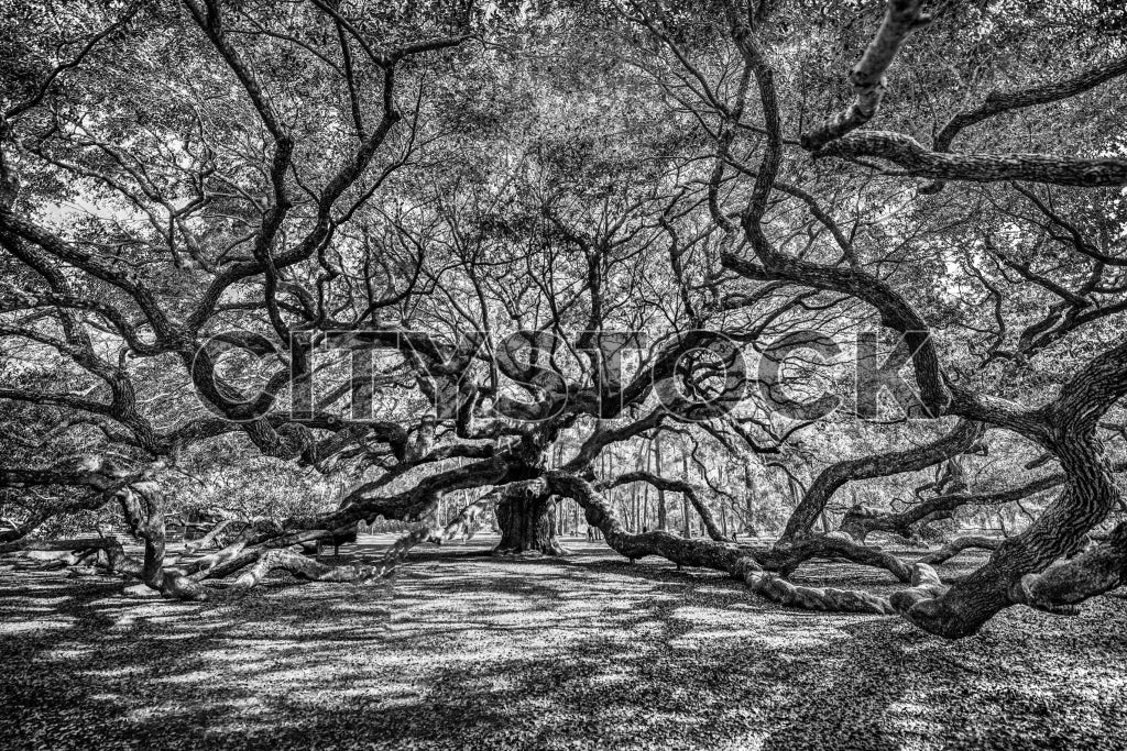 View of ancient oak trees forming a canopy in Charleston, South Carolina