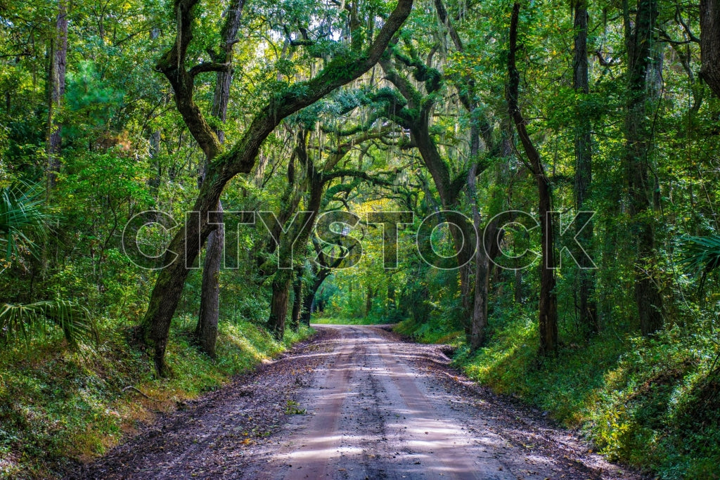 Scenic tranquil road with lush green oaks and Spanish moss in Edisto Island, SC