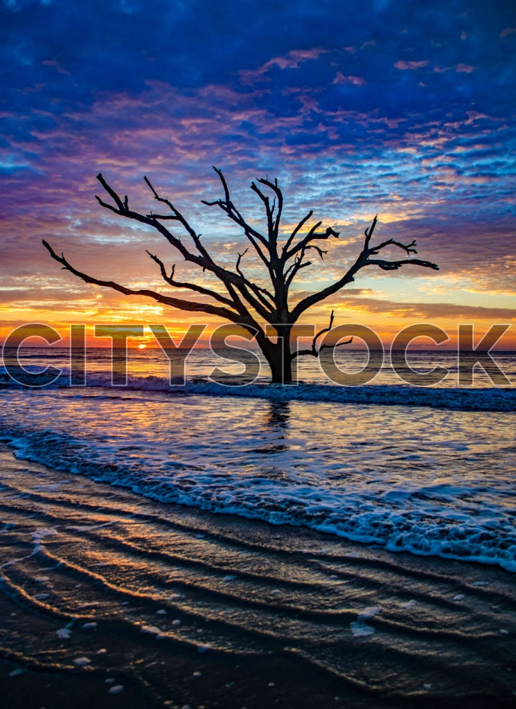 Stunning sunset at Edisto Island with tree silhouette