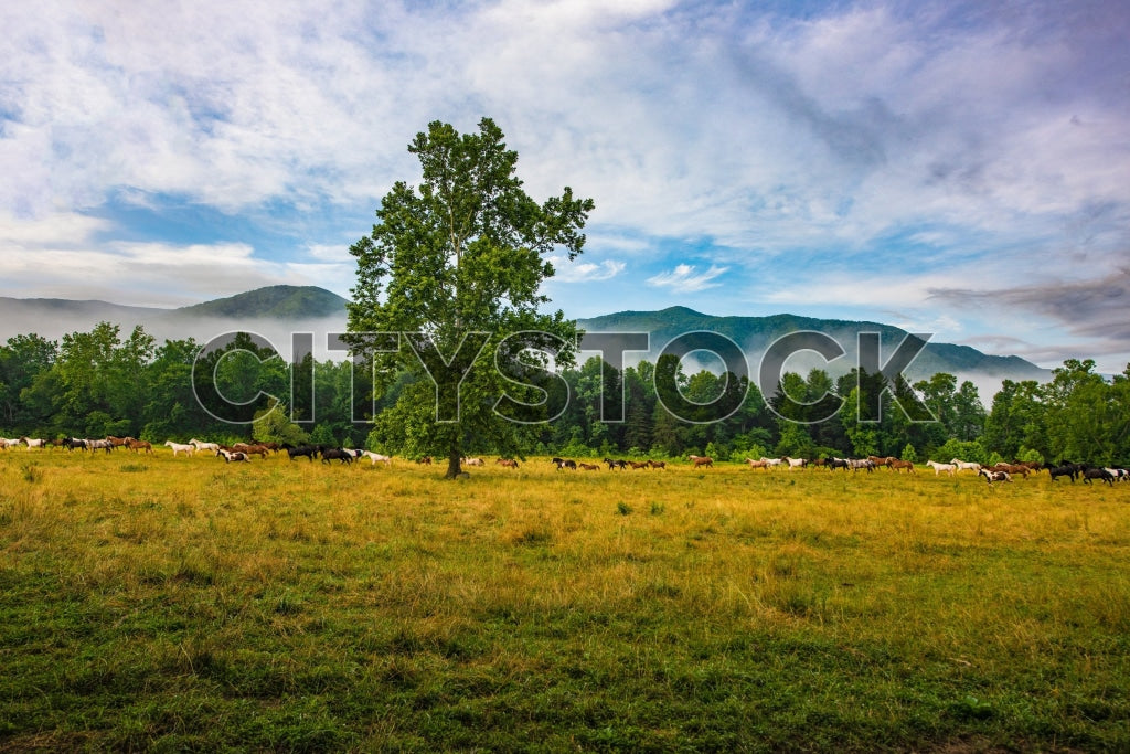 Horses grazing in misty meadow, Gatlinburg, TN with Smoky Mountains in background