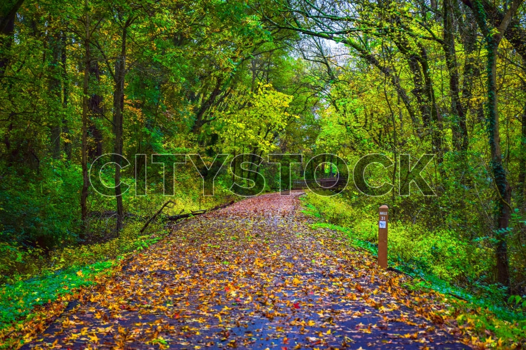 Colorful autumn leaves on a forest path in Greenville, SC with mile marker