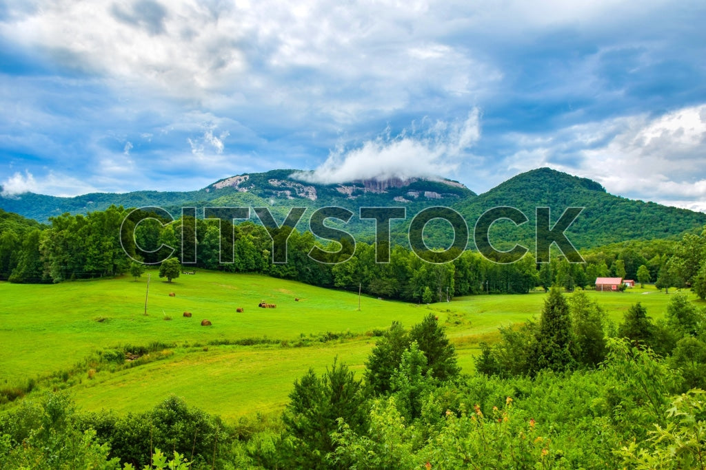 Grazing cattle and lush mountains in Greenville, SC