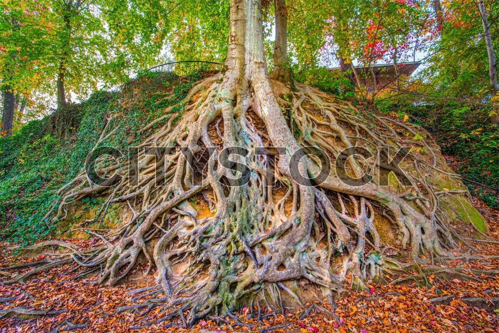 Autumn colored leaves and intricate tree roots in Greenville, SC