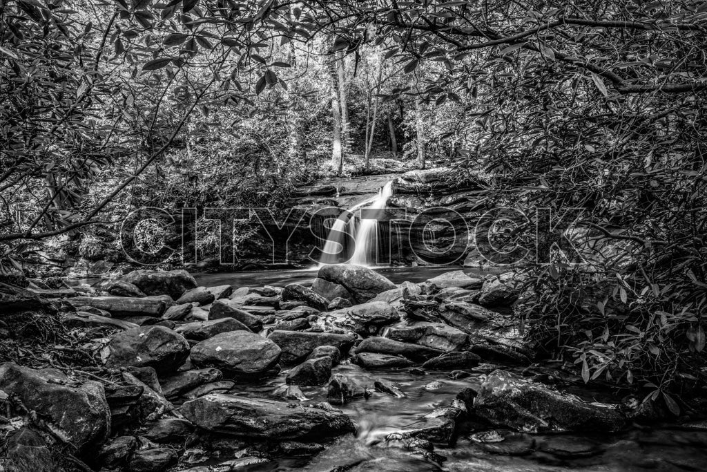 Serene black and white image of a tranquil creek with forest in Greenville, SC