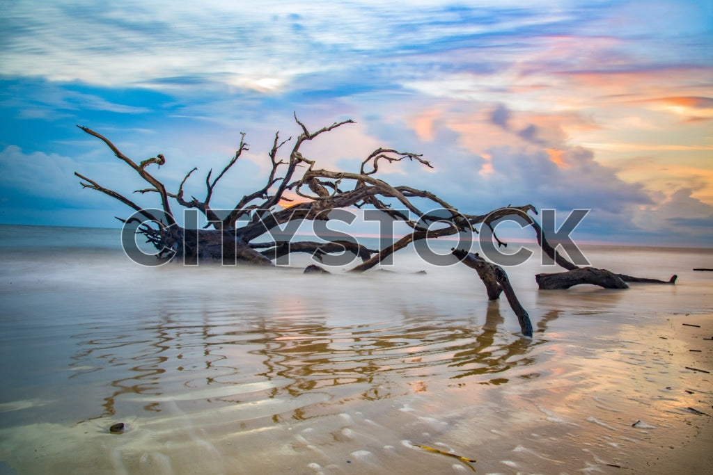 Serene sunset at Jekyll Island, Georgia featuring iconic driftwood